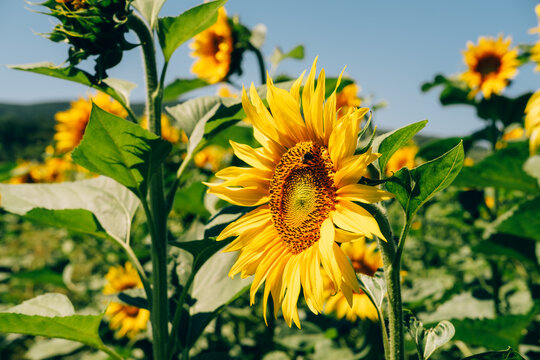 bright sunflower head with honeybee gathering nectar in sunny meadow under clear blue sky summer scene