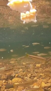utsuite iru kawaii yōsu
A forest stream&mdash;the adorable sight of small fish pecking at their food.