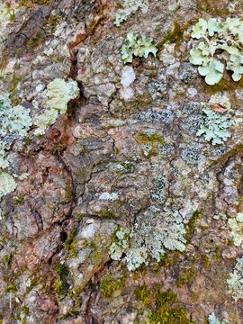 Natural tree trunk texture background with moss and pale lichen