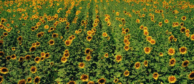 dense sunflower field seen from low viewpoint with tall yellow flowers, green leaves, and repeating rows