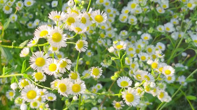 Clusters of delicate white daisies (Erigeron annuus) with bright yellow centers bloom amid lush green foliage in natural field setting, vibrant wildflower display, floral background, backdrop, texture