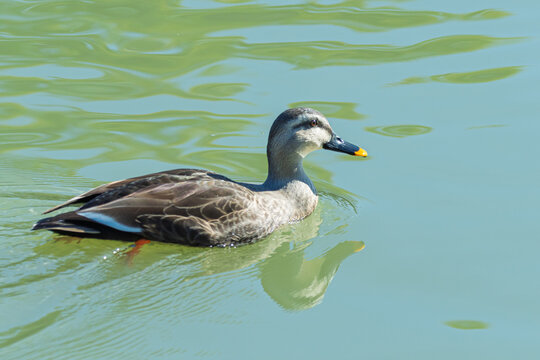 Eastern Spot Billed Duck Swimming Peacefully on Green Water Surface Wildlife Nature Background