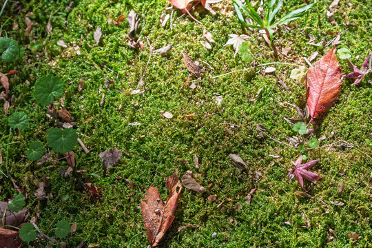 Red Autumn Maple Leaves Fallen on Green Moss Floor Japanese Nature Background with Copy Space