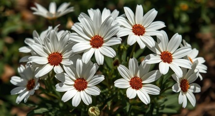 White Daisies Blooming in a Garden Under Bright Sunlight © vxnaghiyev