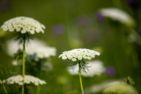 Delicate white flower umbel of Ammi visnaga blooming against a soft green background with purple bokeh.