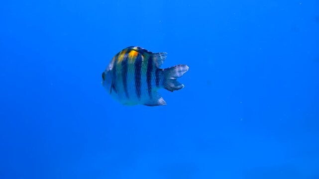 Sergeant major fish swimming in deep blue water of red sea during summer vacation with cinematic motion.