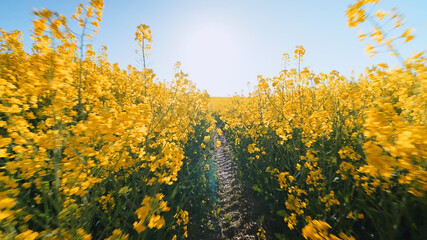 Obraz premium Yellow canola flower field perspective view bright sky sunshine rural agricultural landscape summer background horizontal photo