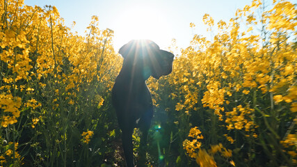 Obraz premium Great Dane dog silhouette bright sun flare yellow canola field summer countryside walk nature pet care concept horizontal