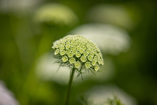 Close-up of an opening flower bud of Ammi visnaga, false Queen Anne's lace, in a summer garden