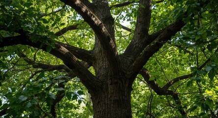 Fototapeta premium Majestic Tree Branches Spreading Out Under Bright Green Foliage