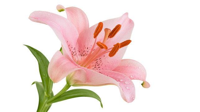 Delicate pink lily flower with water droplets, isolated on transparent background