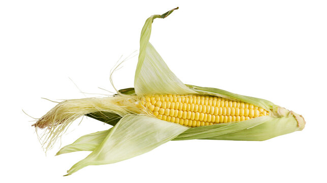 Fresh yellow corn cob with green husks and silky threads, isolated on transparent background