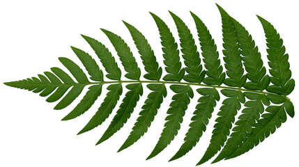 Single green fern frond with serrated edges, isolated on transparent background © Nicolas