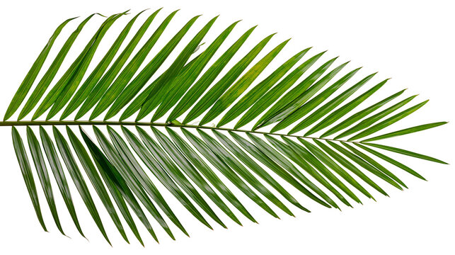 Vibrant green palm frond with delicate leaflets, isolated on transparent background