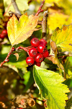 Red hawthorn berries or Crataegus. Autumn view of hawthorn among golden leaves under the bright sunlight - focus at the central berries, shallow depth of field