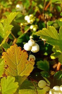 Snowberry or Symphoricarpos albus, autumn view under bright sunlight - focus at the central berries, shallow depth of field