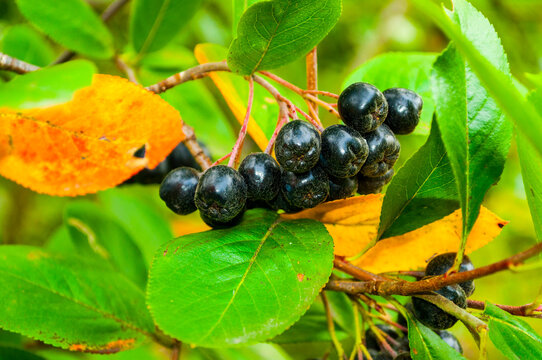Chokeberry or Aronia melanocarpa, autumn view, closeup, focus at the berries, shallow depth of field