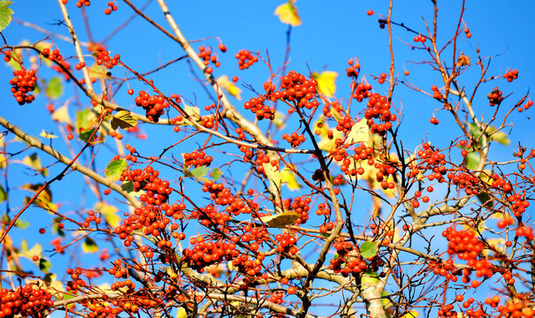 Autumn nature background - red berries of mountain ash tree against blue sky. Selective focus at the center berries