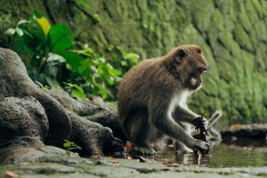 Brown monkey sits by water, grooming hands