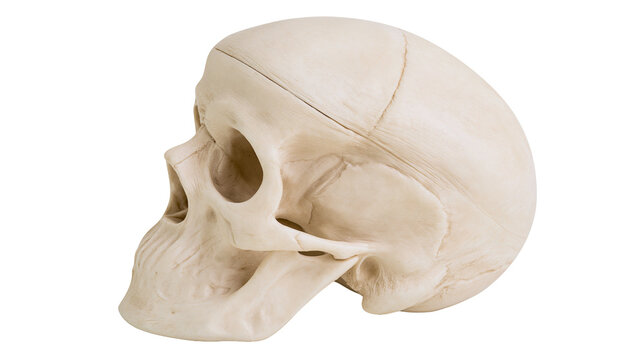 Human skull with visible sutures, isolated on transparent background