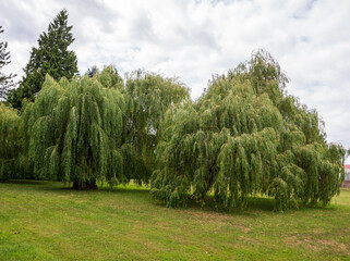 Two large weeping willow trees with long drooping branches and lush green foliage growing on a grassy lawn in a peaceful park. © Marek