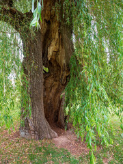 Old hollow weeping willow tree with a large natural cavity in the trunk, rough bark and long hanging branches with green leaves. © Marek