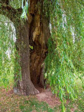 Old hollow weeping willow tree with a large natural cavity in the trunk, rough bark and long hanging branches with green leaves.