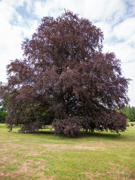 Large mature copper beech tree with a broad crown and dense dark purple foliage growing on a grassy lawn.
