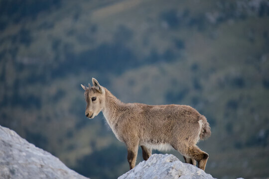 Cucciolo di stambecco nelle Alpi Giulie