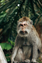 Wild monkey sits calmly on forest floor © Bayu