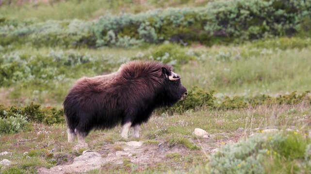 Musk oxen roaming in Dovrefjell National Park, Norway
