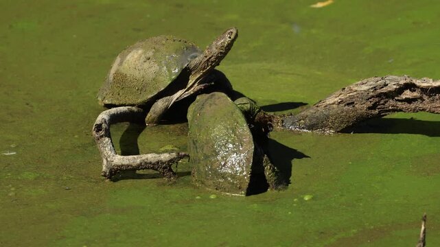 Two freshwater terrapin sun basking on a tree branch in the water while covered in a layer of green algae, perfectly camouflaging them against their aquatic environment, Mkhuze Game Reserve.