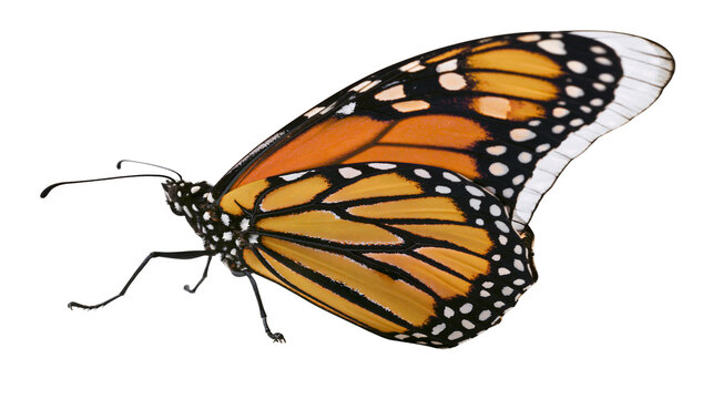 Orange and black monarch butterfly with detailed wing patterns, isolated on transparent background