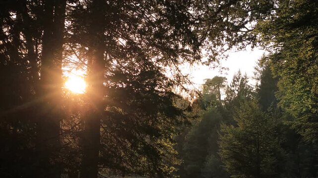 Evening sun shining through spruce branches in a forest in Rhineland-Palatinate, Germany, with a bright sunburst, silhouetted conifers and warm backlight over the treetops, static shot