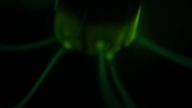 Close-up of the underside of the plasma ball coil during operation. The color of the electric rays created by the coil is a shade of green.