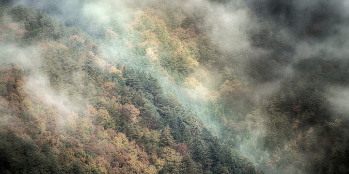  november laub japan