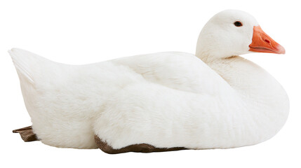 Fluffy white goose with orange beak, resting peacefully isolated on transparent background © Adrian