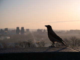 Naklejka premium Silhouette of a gray crow on a concrete parapet against the background of a blurred cityscape at dawn. Kyiv, Ukraine.