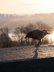 Naklejka premium Silhouette of a gray crow on a concrete parapet against the background of a blurred cityscape at dawn. Kyiv, Ukraine.