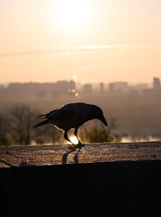 Naklejka premium Silhouette of a gray crow on a concrete parapet against the background of a blurred cityscape at dawn. Kyiv, Ukraine.