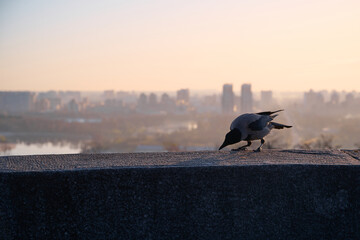 Naklejka premium Silhouette of a gray crow on a concrete parapet against the background of a blurred cityscape at dawn. Kyiv, Ukraine.