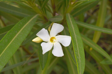 Fototapeta premium Nerium oleander in bloom, White siplicity bunch of flowers and green leaves on branches, Nerium Oleander shrub white flowers, ornamental shrub branches in daylight, bunch of flowers closeup
