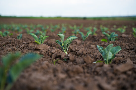 Young cabbage plants growing in fertile soil, displaying agricultural growth, organic farming, and vegetable food production
