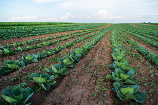 Cabbage plants growing in neat rows on fertile brown soil, illustrating sustainable farming and food production