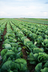 Green cabbage field rows showing agricultural farming, organic food production, and healthy vegetable growth under a cloudy sky