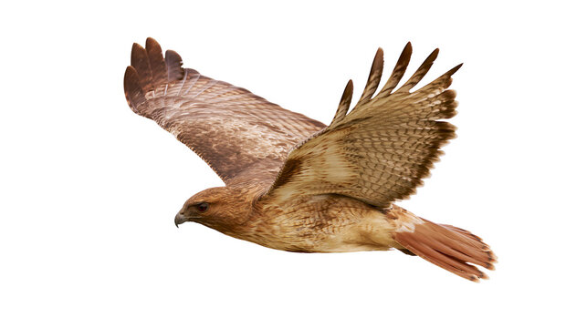 Brown hawk with spread wings in flight, isolated on transparent background