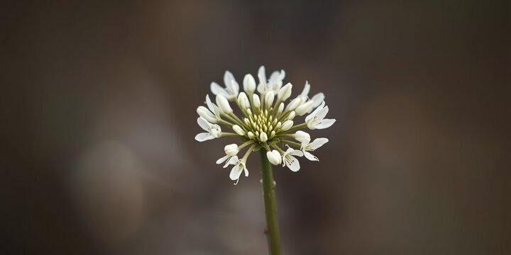Delicate White Flower Blooming Against a Soft Focus Background