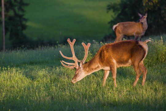 An Altai maral stag, Altai wapiti or Altai elk (Cervus canadensis sibiricus) stands in a meadow in the first light of the day