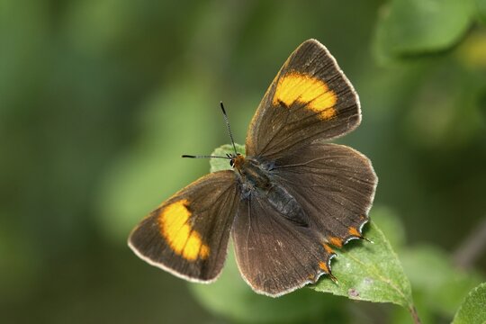 Birch tip, kidney spot, thecla betulae, brown hairstreak, butterfly, female, insects, butterfly, butterflies, butterflies, female