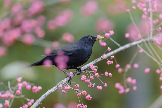 A common blackbird (Turdus merula) sits in a European spindle tree (Euonymus europaeus), and eats the fruit